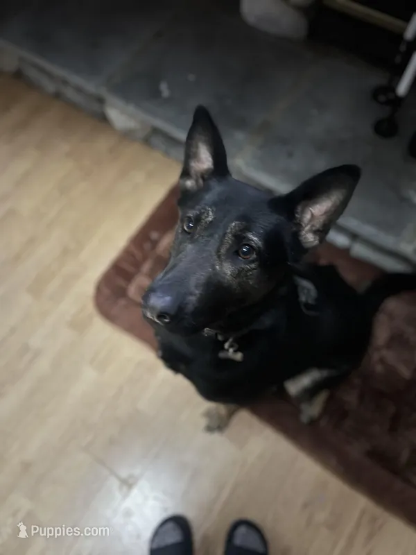 Honey – Belgian Malinois, German Shepherd Dog puppy for sale in Crestline, CA