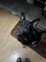 Honey, a female Belgian Malinois and German Shepherd Dog for sale in Crestline, CA – Photo 1 of 9