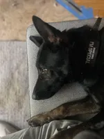 Honey, a female Belgian Malinois and German Shepherd Dog for sale in Crestline, CA – Photo 7 of 9