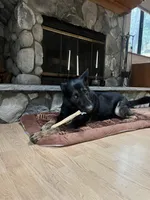 Honey, a female Belgian Malinois and German Shepherd Dog for sale in Crestline, CA – Photo 9 of 9