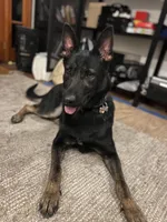 Honey, a female Belgian Malinois and German Shepherd Dog for sale in Crestline, CA – Photo 4 of 9