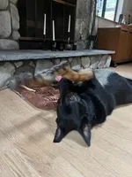 Honey, a female Belgian Malinois and German Shepherd Dog for sale in Crestline, CA – Photo 8 of 9