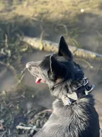 Honey, a female Belgian Malinois and German Shepherd Dog for sale in Crestline, CA – Photo 6 of 9