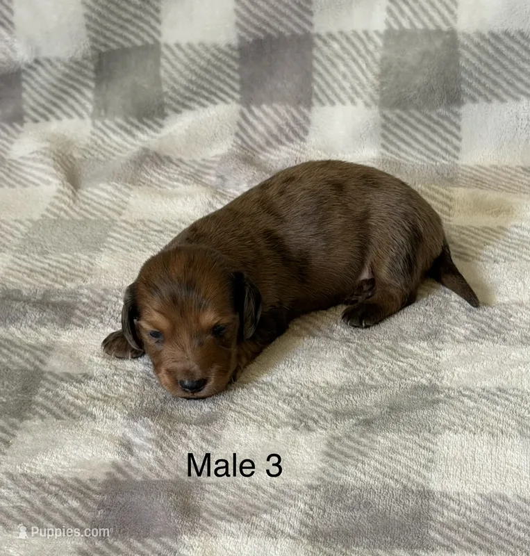 Chocolate dapple 2 longhair mini – Miniature Dachshund puppy for sale in Terra Bella, CA