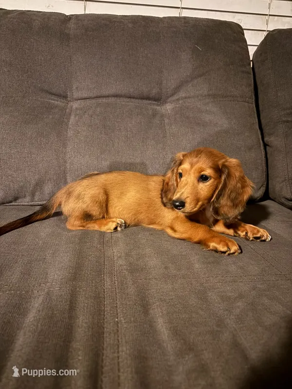 C longhair mini – Miniature Dachshund puppy for sale in Terra Bella, CA