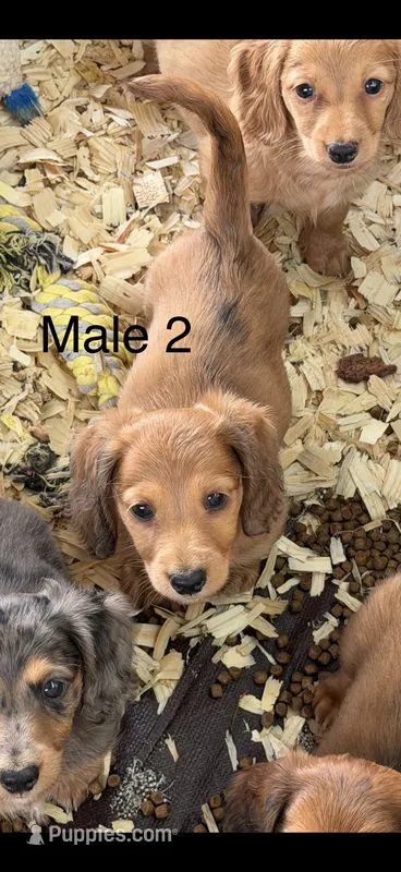 Red male longhair – Miniature Dachshund puppy for sale in Terra Bella, CA