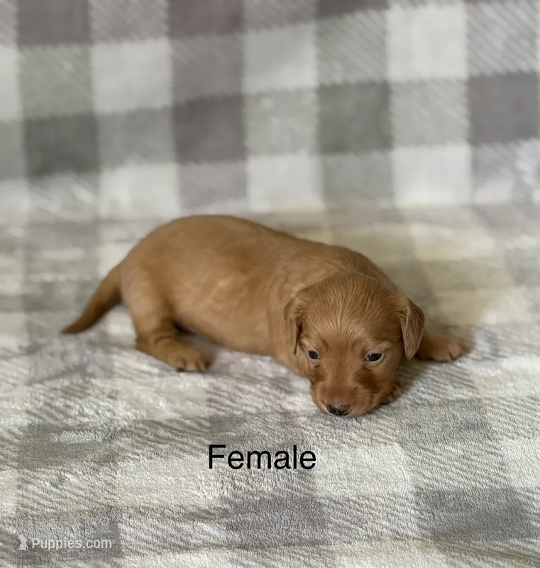 Female 1 longhair mini – Miniature Dachshund puppy for sale in Terra Bella, CA
