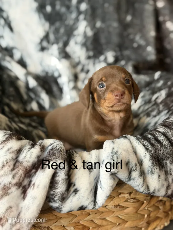 Puppy 4 – Miniature Dachshund puppy for sale in Terra Bella, CA