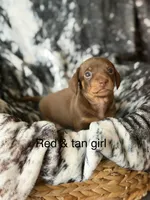 Puppy 4, a female Miniature Dachshund for sale in Terra Bella, CA – 1 of 1