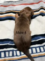 C longhair mini, a male Miniature Dachshund for sale in Terra Bella, CA – 5 of 5