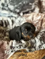 Puppy 2, a male Miniature Dachshund for sale in Terra Bella, CA – 1 of 1