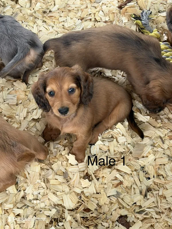 Sable longhair – Miniature Dachshund puppy for sale in Terra Bella, CA