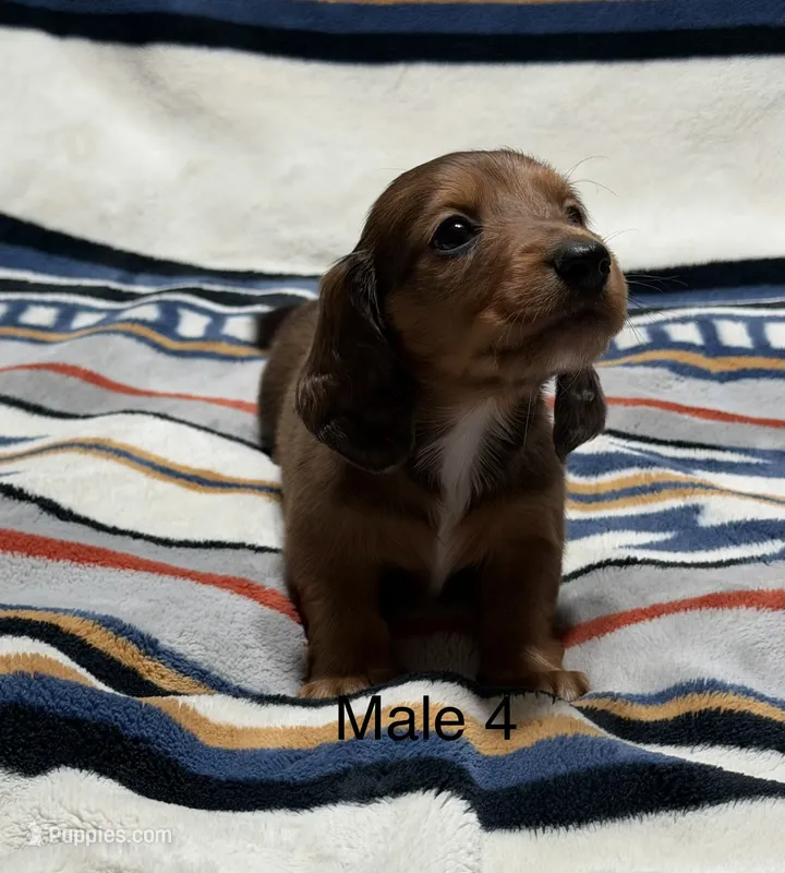 C dapple longhair mini – Miniature Dachshund puppy for sale in Terra Bella, CA