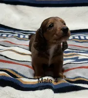 C longhair mini, a male Miniature Dachshund for sale in Terra Bella, CA – 2 of 5