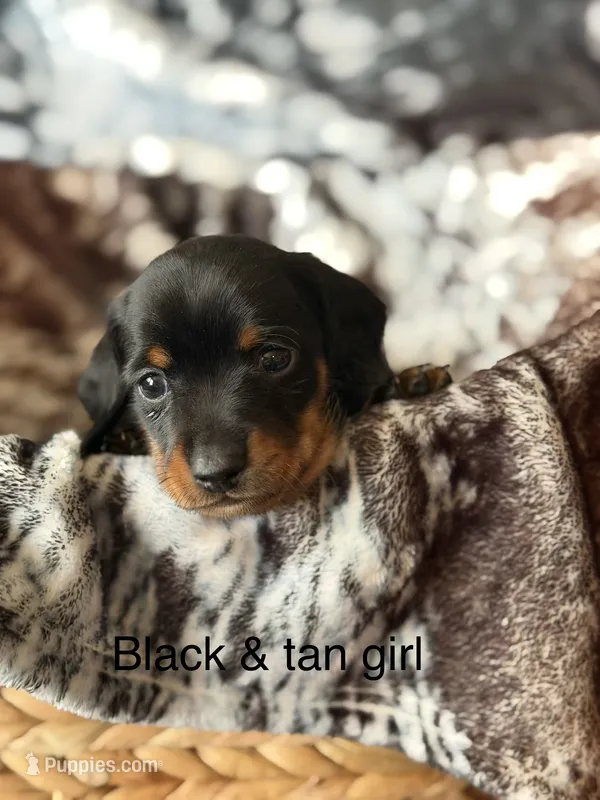 Puppy 3 – Miniature Dachshund puppy for sale in Terra Bella, CA