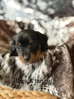 Puppy 3, a female Miniature Dachshund for sale in Terra Bella, CA – 1 of 1