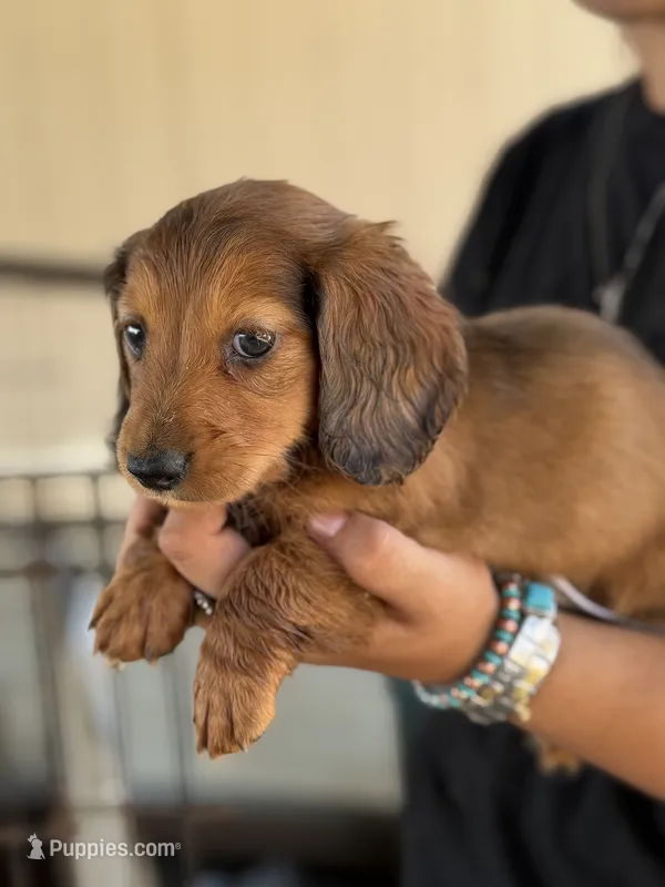 Sable longhair – Miniature Dachshund puppy for sale in Terra Bella, CA