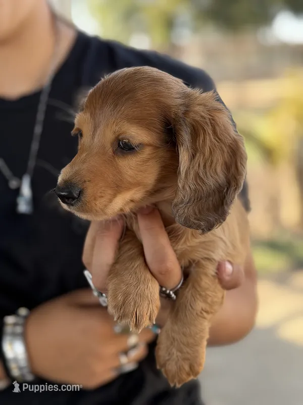 Red male longhair – Miniature Dachshund puppy for sale in Terra Bella, CA