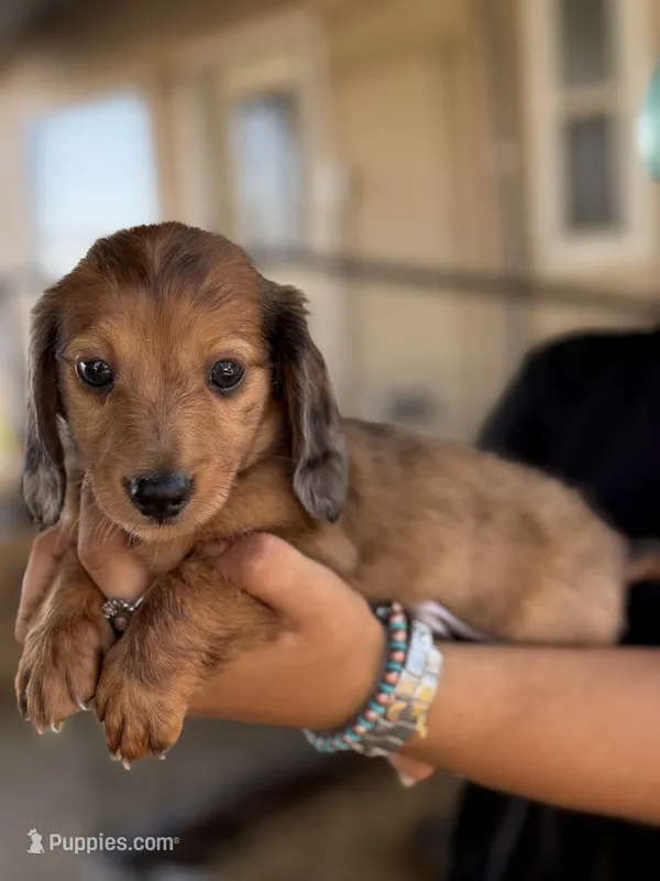 Chocolate dapple longhair mini – Miniature Dachshund puppy for sale in Terra Bella, CA