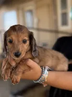 Chocolate dapple longhair mini, a male Miniature Dachshund for sale in Terra Bella, CA – 1 of 6