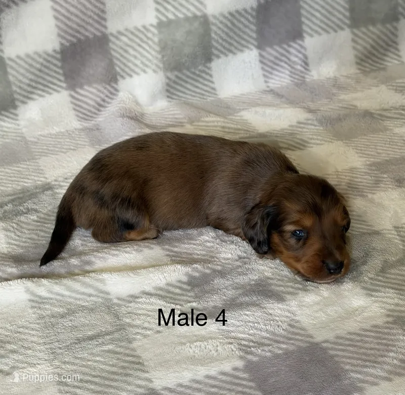 C dapple longhair mini – Miniature Dachshund puppy for sale in Terra Bella, CA