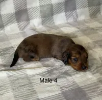 C dapple longhair mini, a male Miniature Dachshund for sale in Terra Bella, CA – 1 of 1