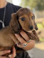 C longhair mini, a male Miniature Dachshund for sale in Terra Bella, CA – 3 of 5