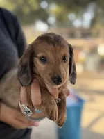 Chocolate dapple longhair mini, a male Miniature Dachshund for sale in Terra Bella, CA – 2 of 6