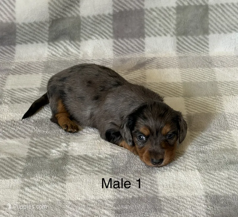 B dapple longhair mini – Miniature Dachshund puppy for sale in Terra Bella, CA