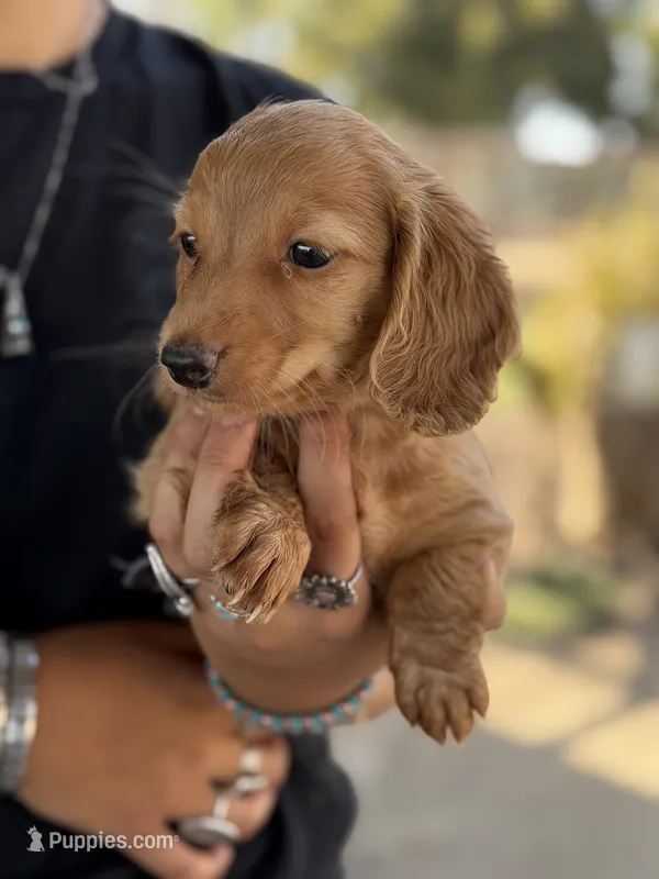 Female 1 longhair mini – Miniature Dachshund puppy for sale in Terra Bella, CA
