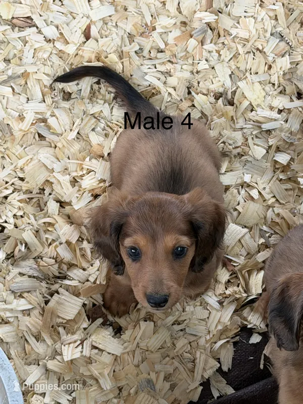 C longhair mini – Miniature Dachshund puppy for sale in Terra Bella, CA