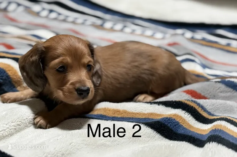 Red male longhair – Miniature Dachshund puppy for sale in Terra Bella, CA