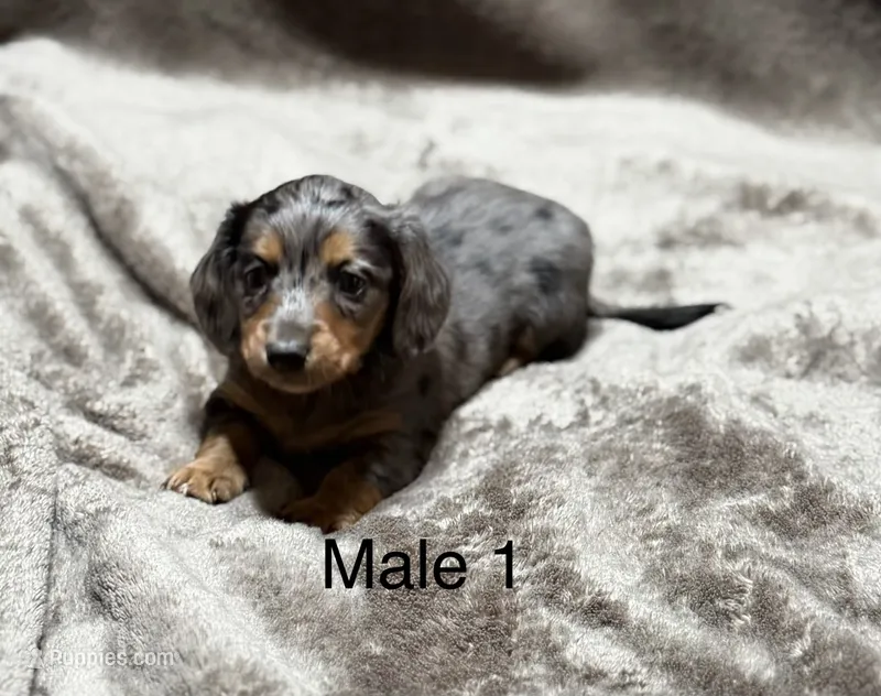 B dapple longhair mini – Miniature Dachshund puppy for sale in Terra Bella, CA