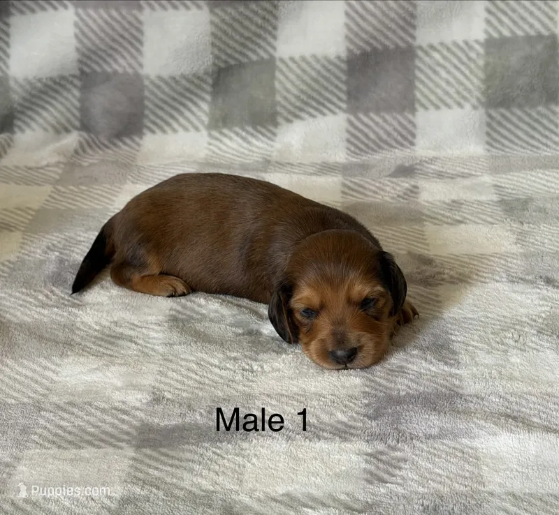 Sable longhair – Miniature Dachshund puppy for sale in Terra Bella, CA