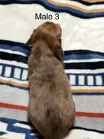 Chocolate dapple longhair mini, a male Miniature Dachshund for sale in Terra Bella, CA – 5 of 6
