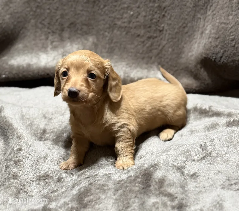 Female 1 longhair mini – Miniature Dachshund puppy for sale in Terra Bella, CA