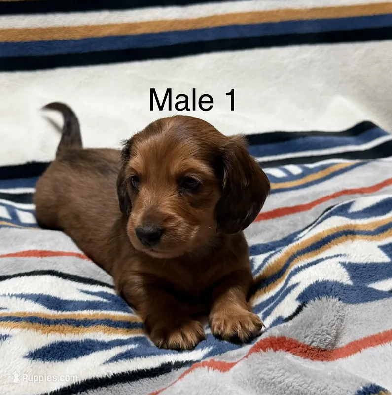 Sable longhair – Miniature Dachshund puppy for sale in Terra Bella, CA