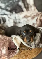 Puppy 1, a male Miniature Dachshund for sale in Terra Bella, CA – 1 of 1