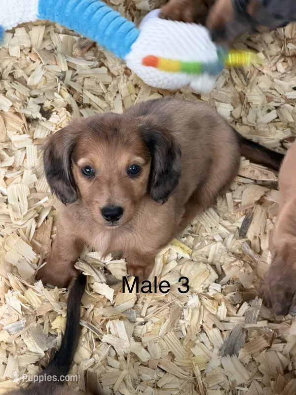  longhair mini – Miniature Dachshund puppy for sale in Terra Bella, CA