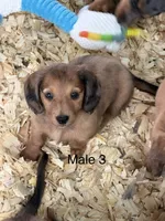  longhair mini, a male Miniature Dachshund for sale in Terra Bella, CA – 1 of 7