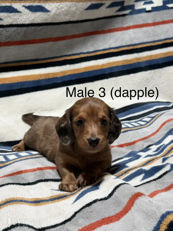 Chocolate dapple 2 longhair mini – Miniature Dachshund puppy for sale in Terra Bella, CA