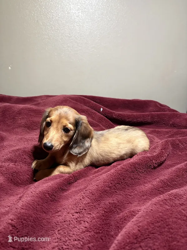  longhair mini – Miniature Dachshund puppy for sale in Terra Bella, CA