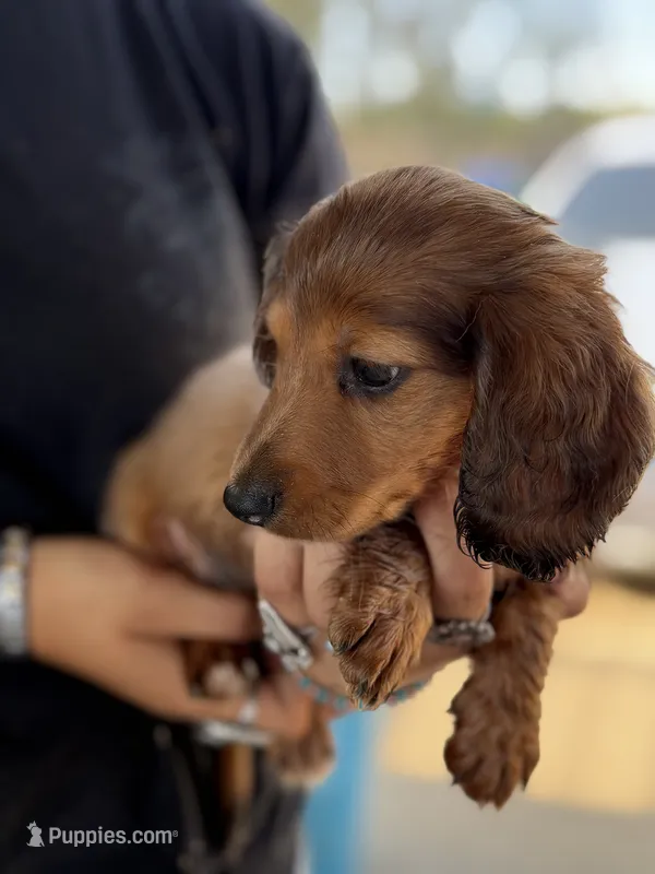 C longhair mini – Miniature Dachshund puppy for sale in Terra Bella, CA