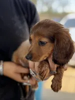 C longhair mini, a male Miniature Dachshund for sale in Terra Bella, CA – 1 of 5