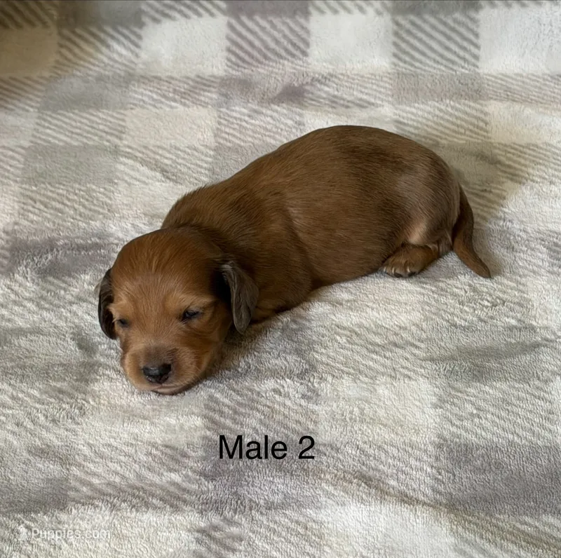 Red male longhair – Miniature Dachshund puppy for sale in Terra Bella, CA