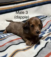 Chocolate dapple longhair mini, a male Miniature Dachshund for sale in Terra Bella, CA – 6 of 6