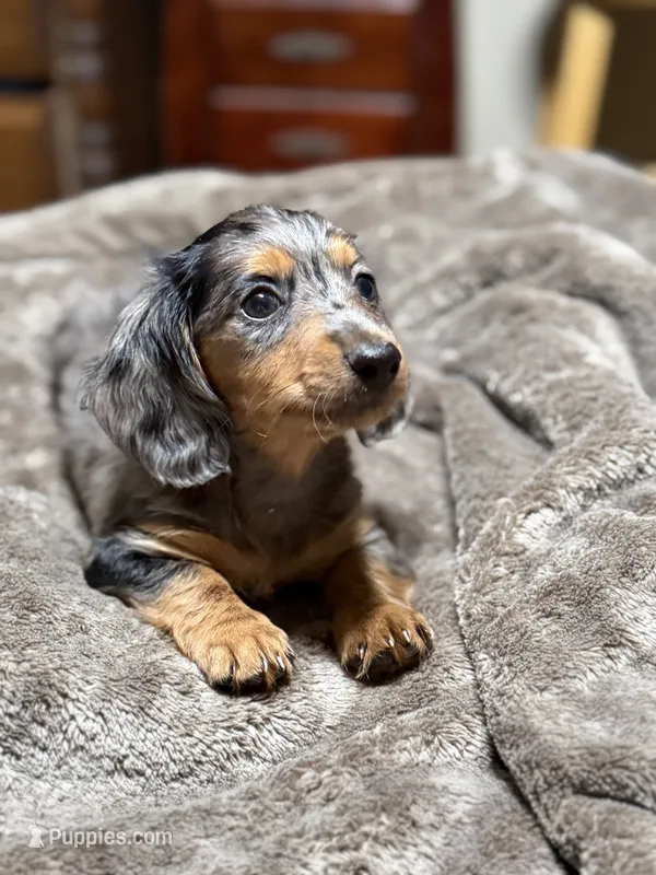 B dapple longhair mini – Miniature Dachshund puppy on hold in Terra Bella, CA