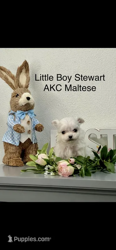 AKC Little Stewart Boy Maltese – Maltese puppy for sale in Niles, MI
