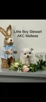 AKC Little Stewart Boy Maltese, a male Maltese for sale in Niles, MI – Photo 1 of 5