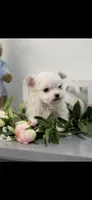AKC Little Stewart Boy Maltese, a male Maltese for sale in Niles, MI – Photo 4 of 5